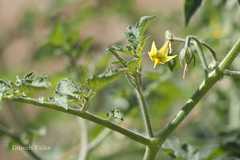 Lycopersicon esculentum